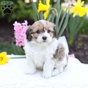 Daisy, Cavachon Puppy